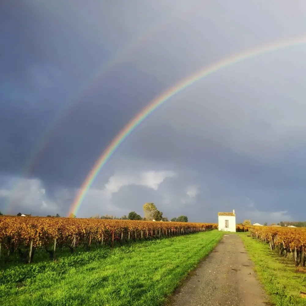 vignobles Mérias (2)