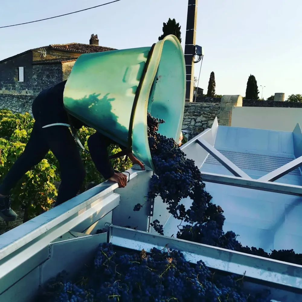 recolte du raisin (4)