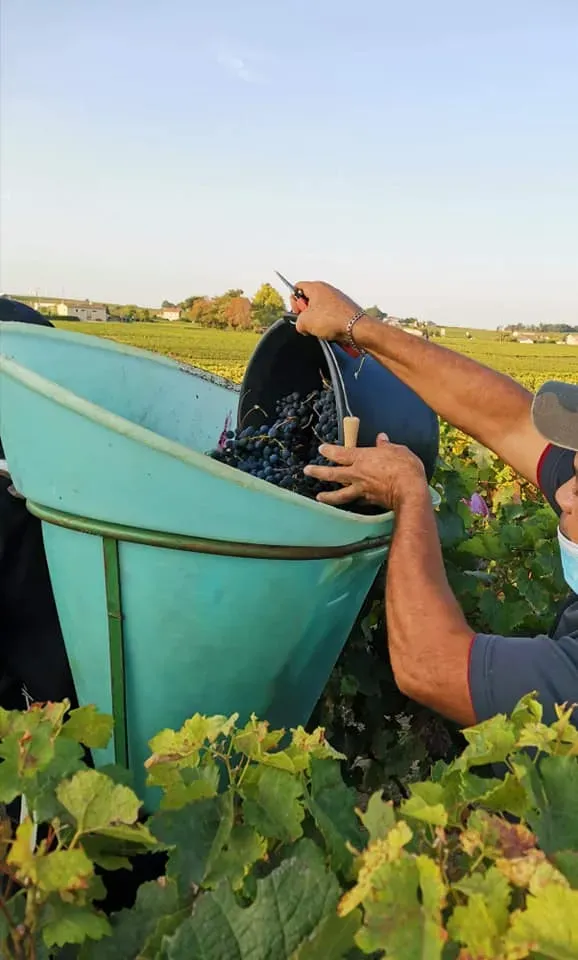 recolte du raisin (5)