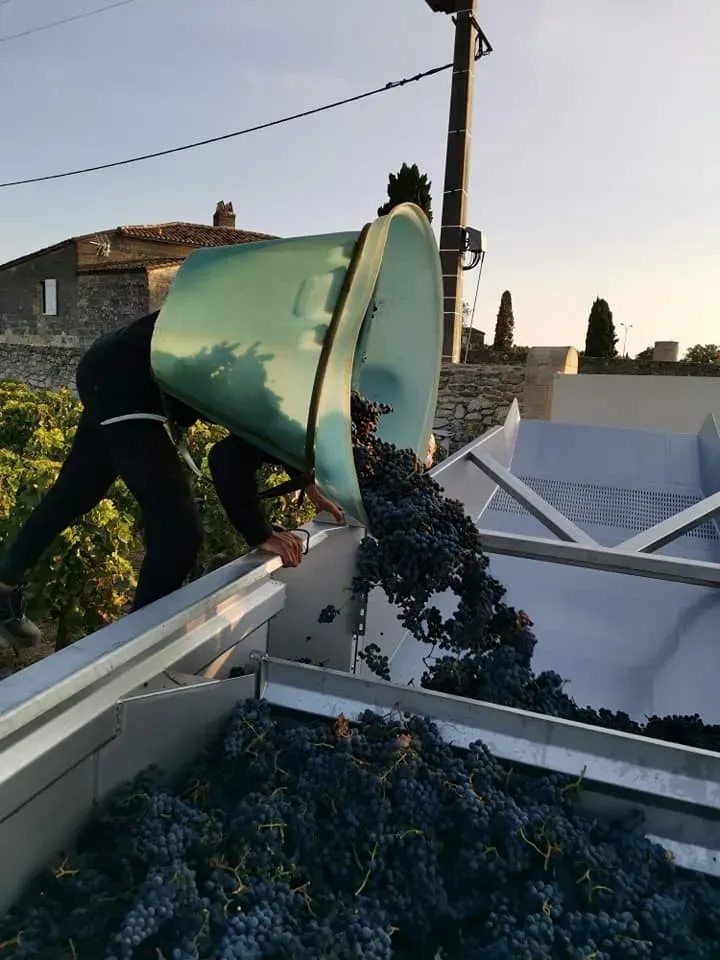 recolte du raisin (6)