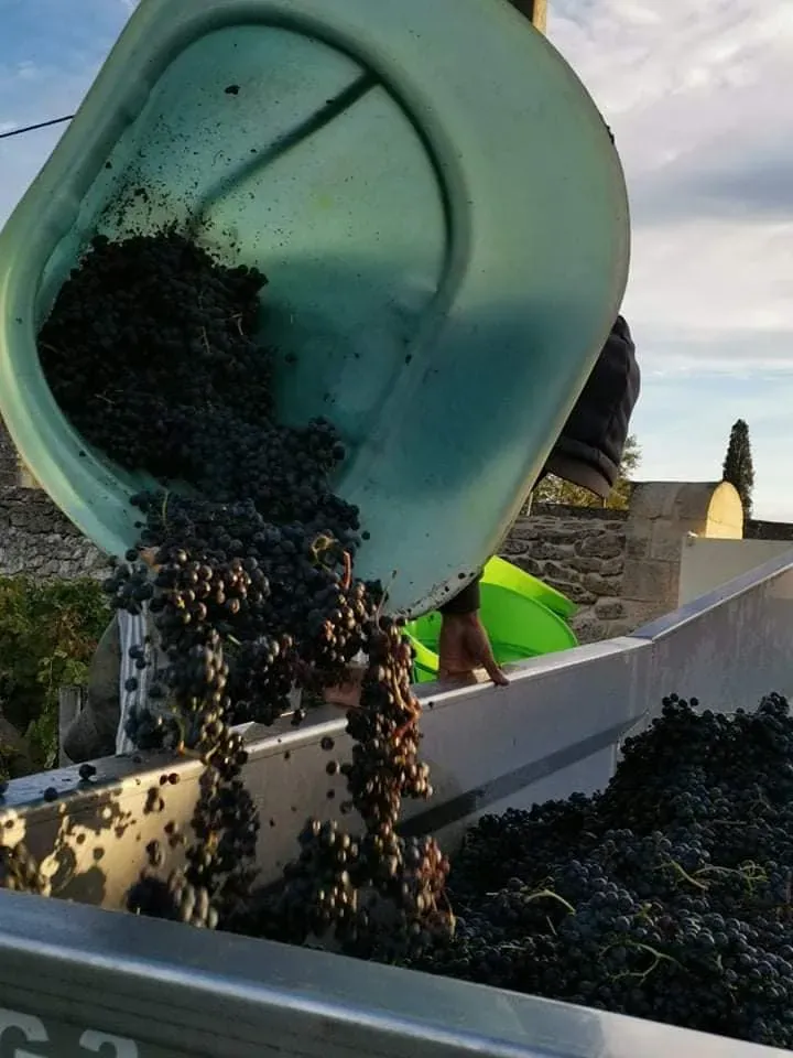 recolte du raisin (1)