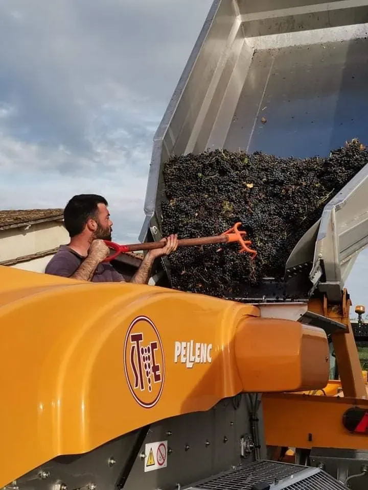 recolte du raisin (2)