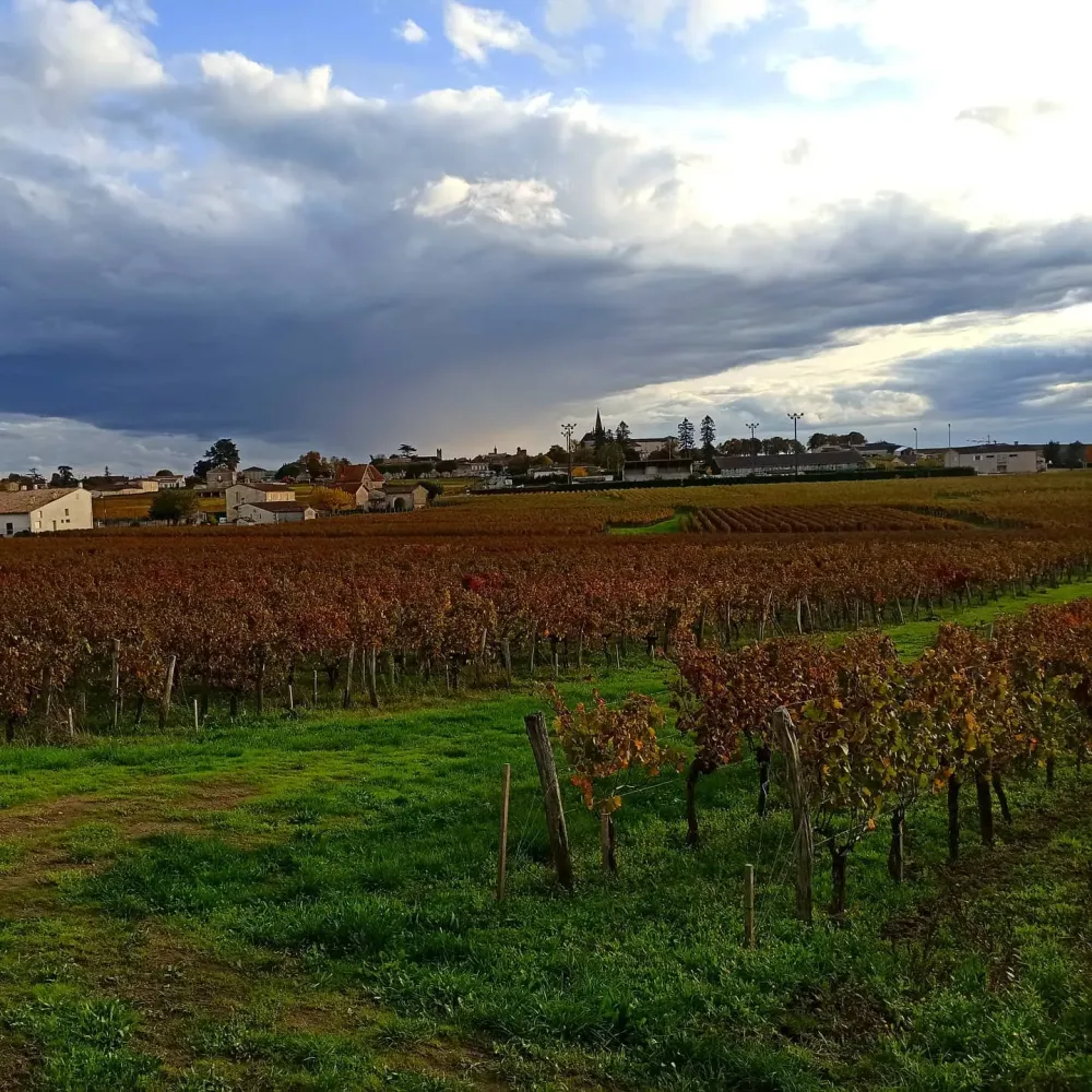 vignobles Mérias (3)