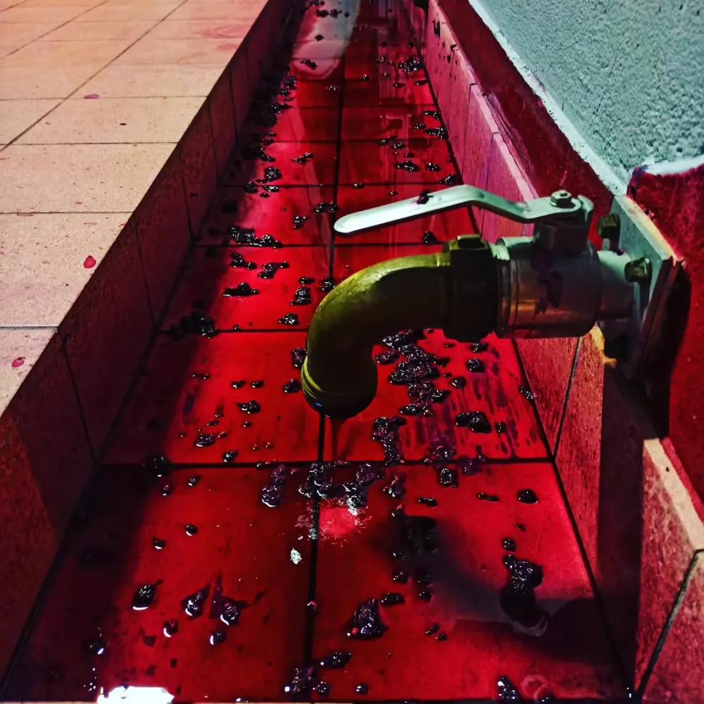 fabrication du vin (6)