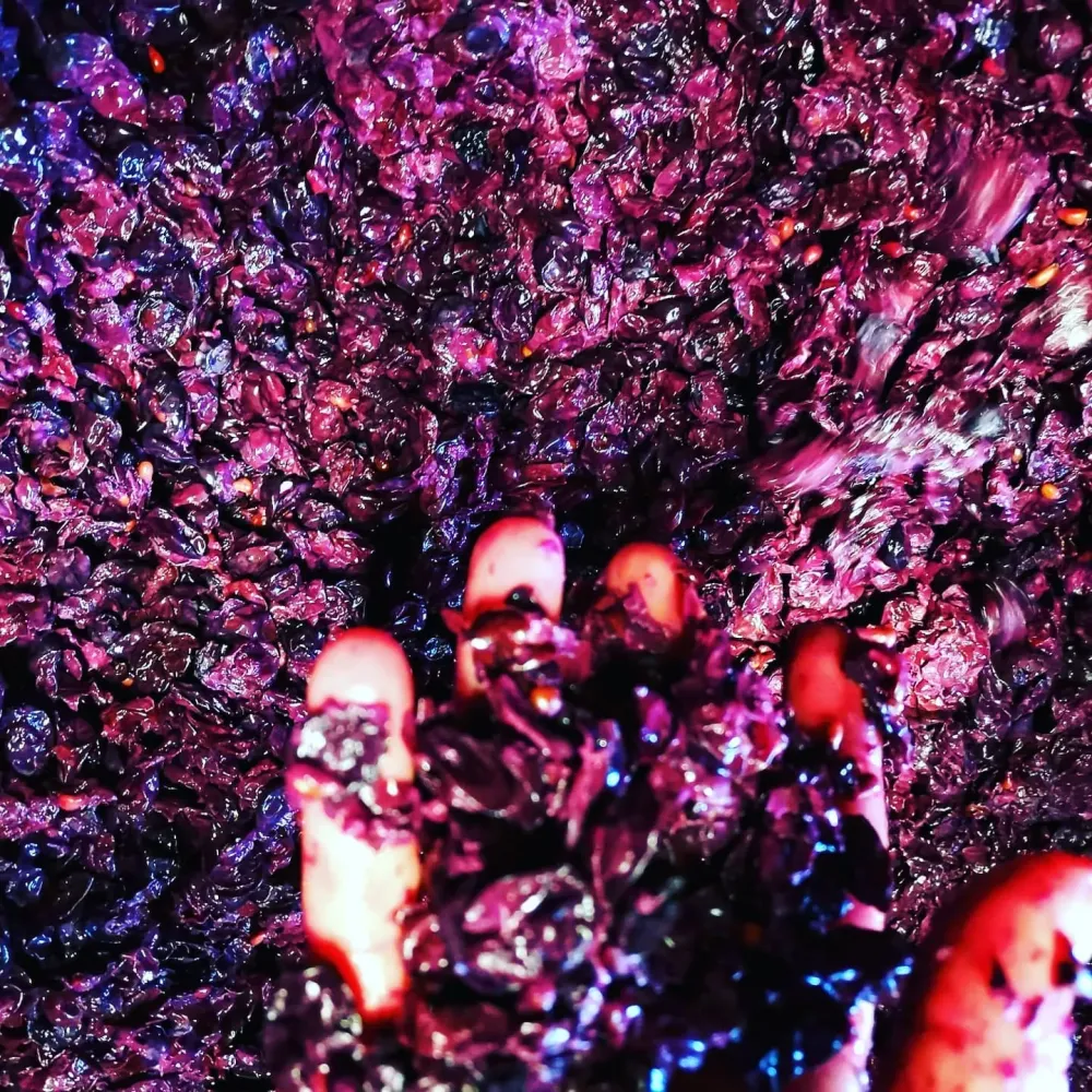 fabrication du vin (4)