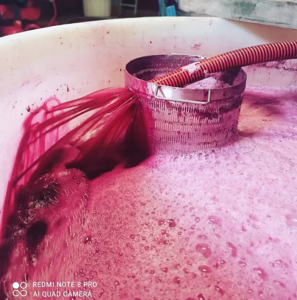 fabrication du vin (3)